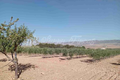 Helårsgrund i Yecla, Murcia, Yecla - € 300.000 | Ref: SF0504 - foto 12